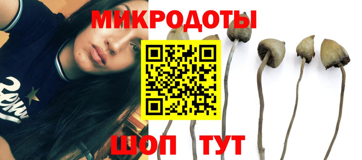 Галлюциногенные грибы Psilocybe Лиски